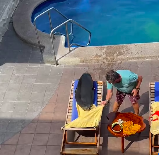 Wendy The Sea Lion Invades Vacation And Decided To Get Comfy On One Man’s Sunbed