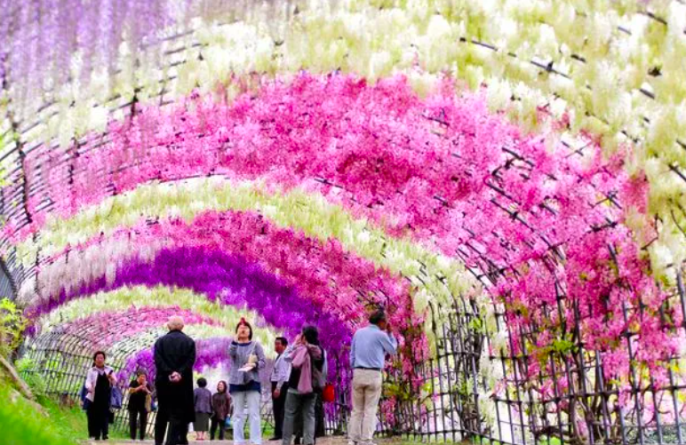 The Enchanting Wisteria Tree Tunnels In Japan