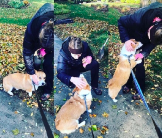 Adorable Corgi Loves Giving Hugs To Everyone On His Walks