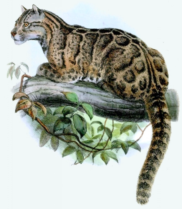 Leopard Species Thought To Be Extinct Spotted Again In Taiwan 2