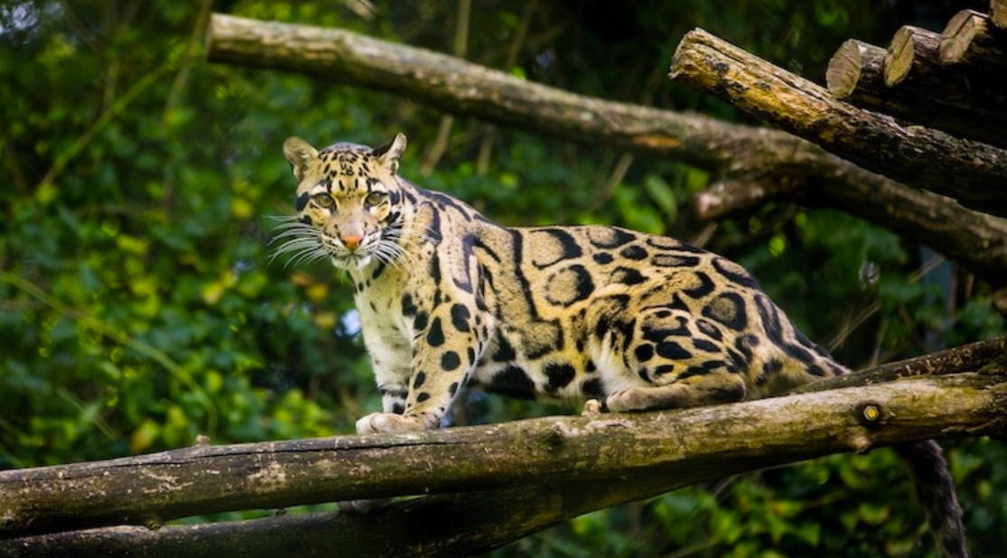 Leopard Species Thought To Be Extinct Spotted Again In Taiwan