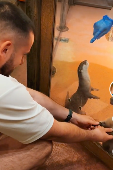 Aquarium Added Little Holes To Hold The Little Hands Of The Adorable Otters 3