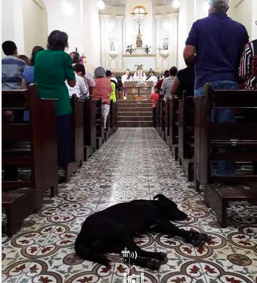 Priest Welcomes All Strays In Church To Hopefully Find a Forever Home 3