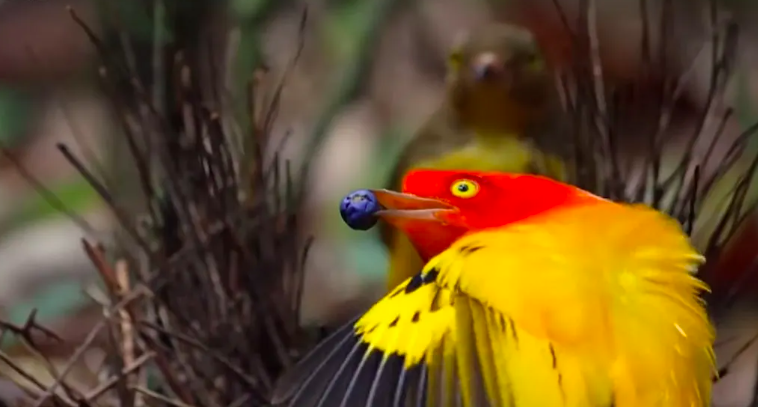 Beautiful Flame Bowerbird Performs Dramatic Mating Dance 