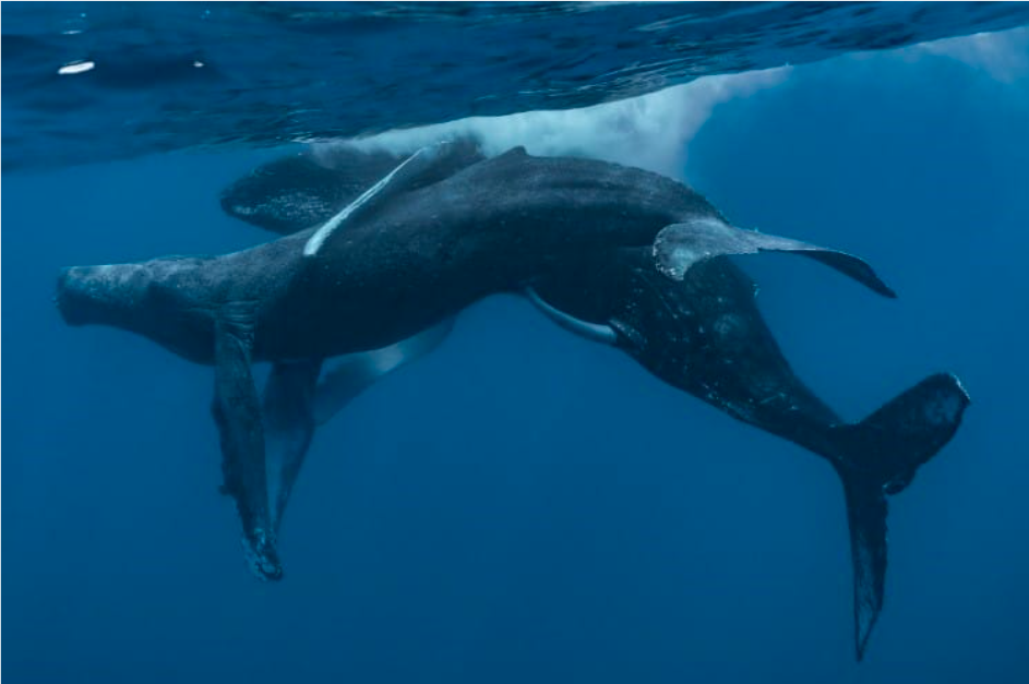 First Sighting Of Two Male Humpback Whales Having Intercourse 2
