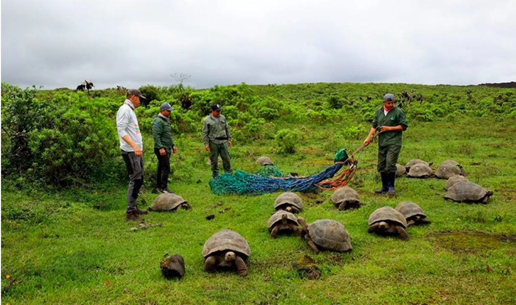 136 Juvenile Galápagos Tortoises Set Free In The Wild 3