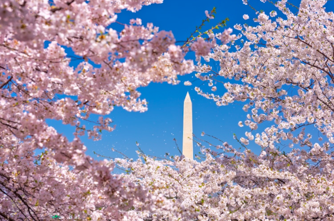 Japan Celebrates 250th Independence Day By Gifting U.S. 250 Cherry Trees 2