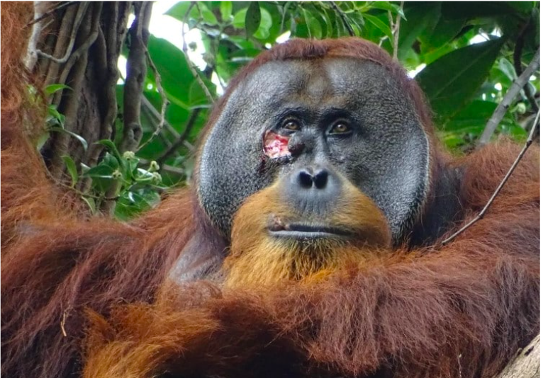 Clever Orangutan Treats Its Own Wound With Medicinal Plant 2
