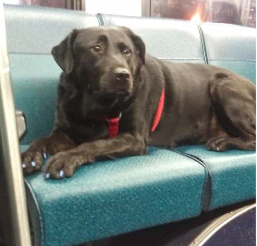 Smart Dog Takes The Bus Alone To Go For Walks In The Park 2