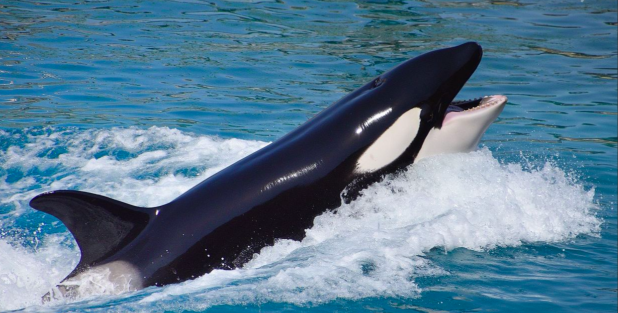 The Real Reason Teen Orcas Still Remain To Ram Into Boats 2