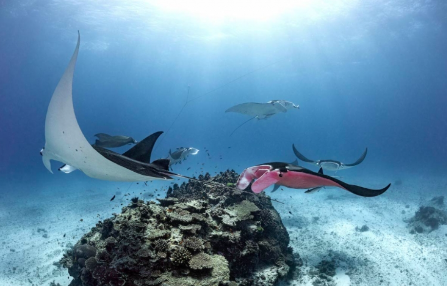 The Only Pink Manta Ray In The World 2