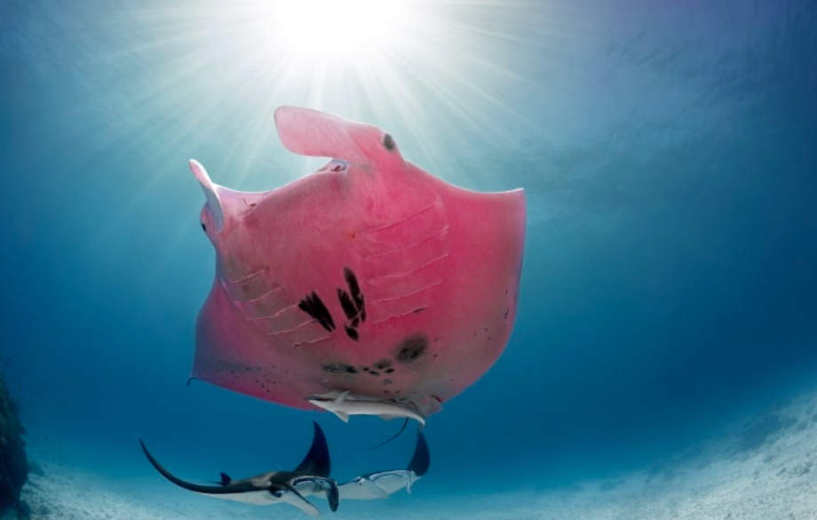 The Only Pink Manta Ray In The World 3