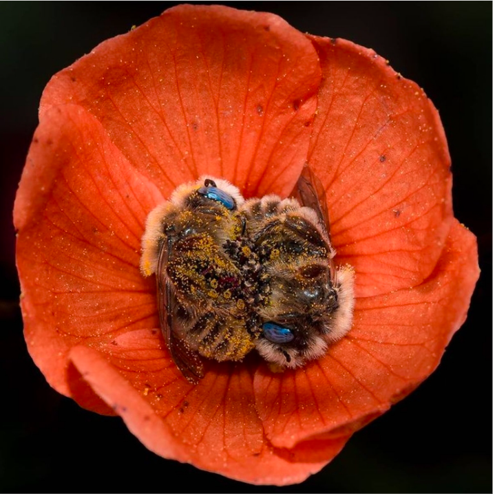 Photographer Captures Adorable Couple Of Bees Cuddling In The Middle Of a Flower 2