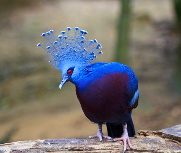 Victoria Crowned Pigeon Branded The Most Beautiful And Largest Pigeon In The World 2