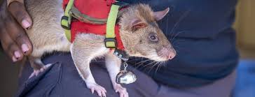 Rats In Tiny Vests Helps Catch Illegally Trafficked Wildlife 2