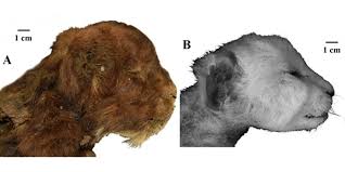 Preserved Saber Tooth Discovered With Whiskers After 35 Thousand Years 2