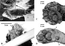 Preserved Saber Tooth Discovered With Whiskers After 35 Thousand Years 3