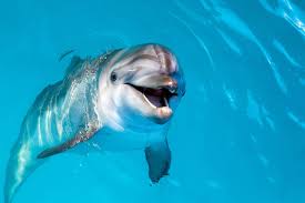 Dolphins Smile To Signal Playfulness According To New Study 2