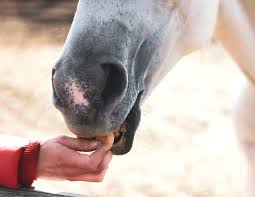 Horses Discovered To Be More Strategic And Intelligent Than What Was Previously Thought 2