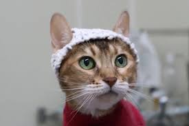 Adorable Tiny Crochets Used To Study Chronic Pain In Cats 2