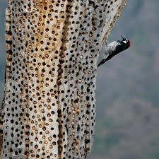 Acorn Woodpeckers Build Tree Storage That Takes Up To 50 Thousand Acorns 2