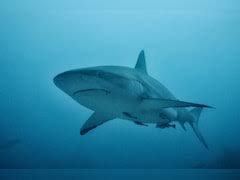 Police Issues Warning After Tourists Gets Both Hands Bitten Off By Shark 2