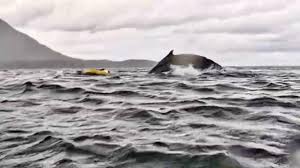 Kayaker Swallowed By a Whale And Spit Out a Moment Later 2