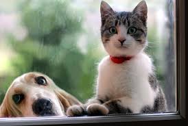 Scientists Finds That The Smartest Dogs Have The Smallest Brains 2