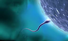 Scientists Shocked By Discovering That Sperm Break a Law of Physics 2