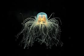 Key Gene For Immortality Discovered In Immortal Jellyfish 2