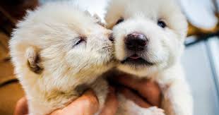 Previously Extinct Dire Wolf Successfully Brought Back By The Use Of Bio Technology 2