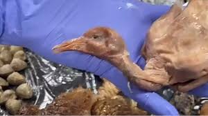 Everything Discovered In a Raid Of Chinese Restaurant After Roast Duck Was Not Roast Duck 2