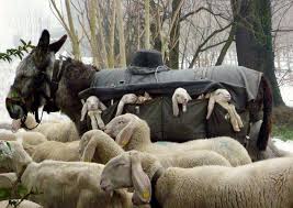 Young Lambs Rest In Pouches Transported By Donkeys On Historic Trails For Seasonal Grazing 2