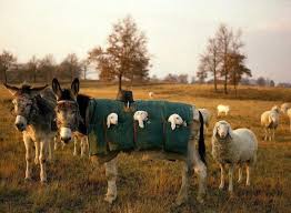 Young Lambs Rest In Pouches Transported By Donkeys On Historic Trails For Seasonal Grazing 3