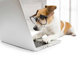 Research Reveals Dogs Can Detect Untrustworthy Individuals 2