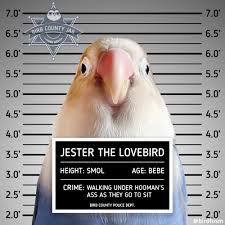 A Pet Parakeet Is Playfully 2