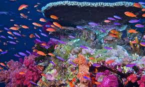 84% Of Coral Reefs Worldwide Are  Impacted By The Most Severe Bleaching Event Ever Recorded 3