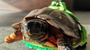 Museum Employees Create a Custom Mobility Aid for a Disabled Turtle Using LEGO Pieces 2