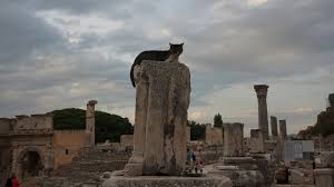 Recent Research Challenges the Conventional View on How Cats Became Domesticated 3
