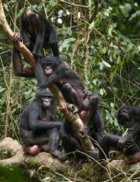Study Reveals How Female Bonobos Stick Together To Maintain Their Power 2
