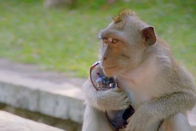 Video: Monkey Thief's Steal Tourists Belongings  And Returns It Only For Treats. Worlds Sneakiest Animals!