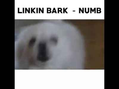 Video: Linkin Bark