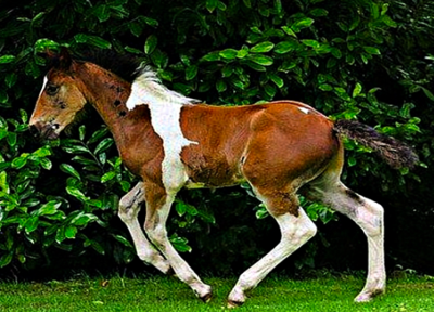 Baby Foal Born With Unique Horse Shaped Birthmark