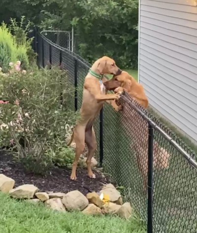 Dog Overcomes Biggest Fear Of Snow Just To Say Hi To Her Best Friend