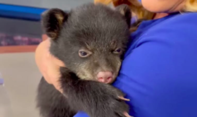 Sweet Baby Bear Makes Most Adorable Sound Sleeping In News Anchor’s Arms