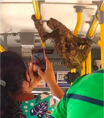 Kind Bus Driver Stops To Offer Lost Sloth a Free Ride To Safety