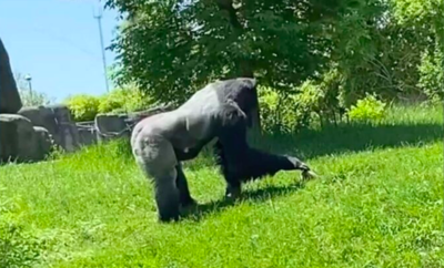 Zoo Gorilla Has Sweetest Moment With Tiniest Visitor