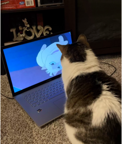 Cat Obsessed With Cartoons Asks Mom Every Morning To Watch Them