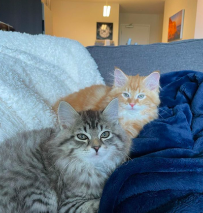 Adorable Cat Brothers Race Each Other Each Day To Food Bowl