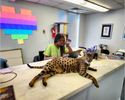 Adorable Giant Savannah Cat Sets Record For Tallest Living Cat